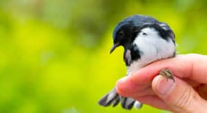 Read more about the article Remember the Golden Rule